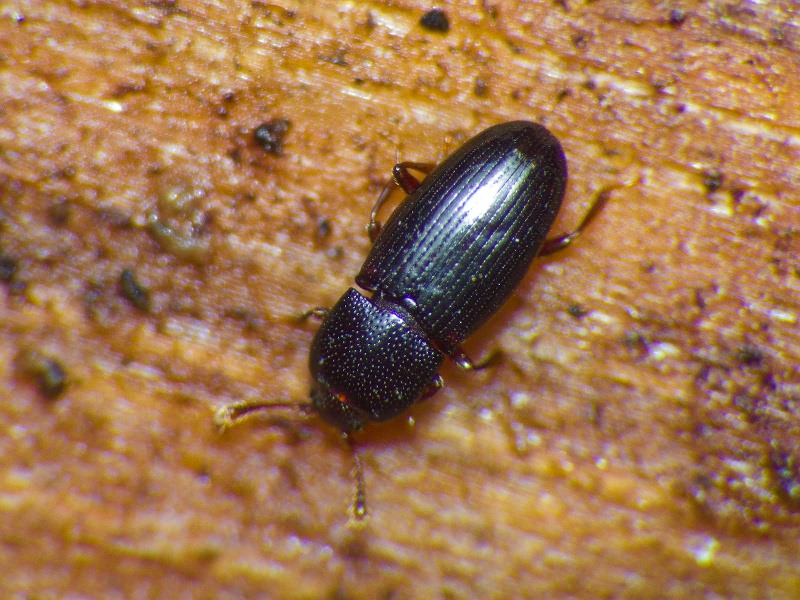 Cerylon histeroides (Fabricius, 1792)